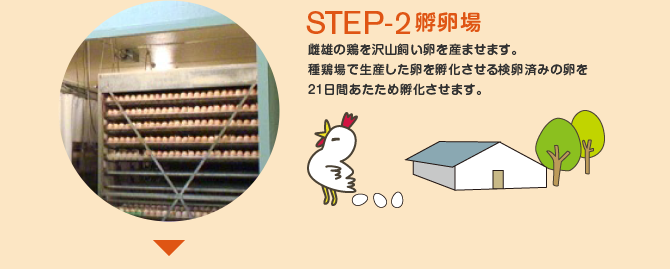 STEP-2 孵卵場　雌雄の鶏を沢山飼い卵を産ませます。 種鶏場で生産した卵を孵化させる検卵済みの卵を 21日間あたため孵化させます。