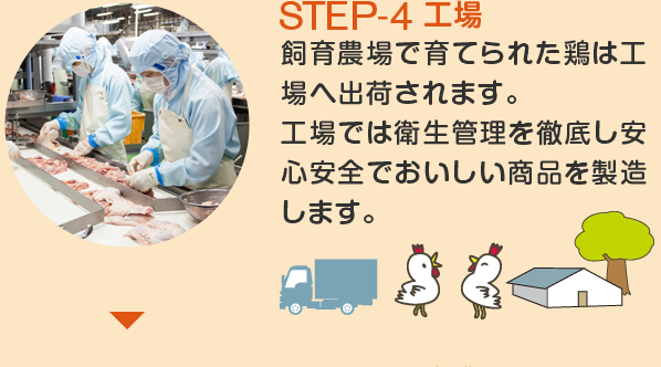 STEP-4 工場　飼育農場で育てられた鶏は工場へ出荷されます。 工場では衛生管理を徹底し安心安全でおいしい商品を製造します。